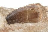 Mosasaur (Prognathodon) Tooth In Rock - Morocco #217465-1